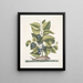 Arbor Populi c Harengus c Le Pilchard - Mark Catesby — gerahmtes Bild an der Wand