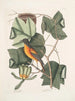 Arbor Tulipifera Le Tulipier Icterus L'Oiseau de Baltimore - Mark Catesby — Ansicht des Kunstwerks