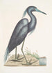Ardea caerulea Le Héron bleu - Mark Catesby — vista dell’opera