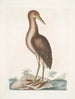 Ardea stellaris Le Butor brun - Mark Catesby — vista dell’opera