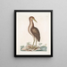Ardea stellaris Le Butor brun - Mark Catesby — quadro incorniciato alla parete