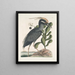 Ardea stellaris cristata Americana Der Haubentaucher Lobelia c - Mark Catesby — gerahmtes Bild an der Wand
