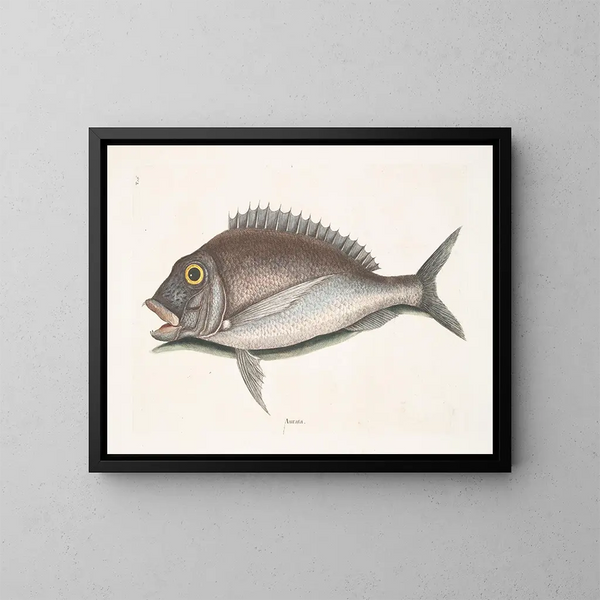 Le Porgy Aurata - Mark Catesby — quadro incorniciato alla parete