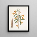 Bignonia Americana - Mark Catesby — gerahmtes Bild an der Wand