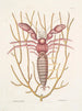Cancellus maximus Le Bernard-l'ermite marin Lithophyton c - Mark Catesby — Ansicht des Kunstwerks