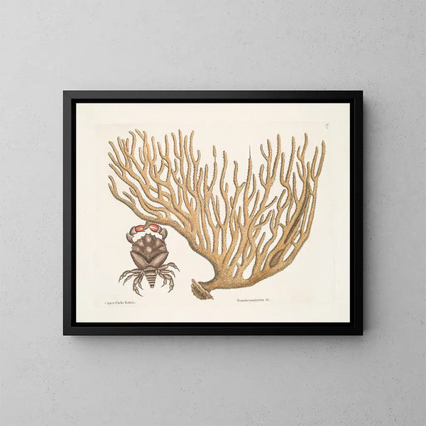 Cancer chelis rubris, le crabe à griffes résilientes - Mark Catesby — quadro incorniciato alla parete