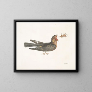 Mark Catesby - Caprimulgus The GoatSucker.webp