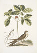 Caprimulgus minor Americanus L'engoulevent Aureliana Canadensis Der Ginseng oder Ninsin der Chinesen - Mark Catesby — Ansicht des Kunstwerks