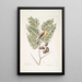 Carduelis Americanus Le carduelis americano Acacia abruoe foliis c Acacia - Mark Catesby — quadro incorniciato alla parete