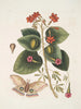 Caryophyllus spurius inodorus c Convolvulus minor Pentaphyllos c Phalna intens Il grande farfalla - Mark Catesby — vista dell’opera