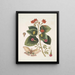 Caryophyllus spurius inodorus c Convolvulus minor Pentaphyllos c Phalna intens Il grande farfalla - Mark Catesby — quadro incorniciato alla parete