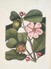 Cenchramidea Arbor saxis nascens c Le Balsam Tree - Mark Catesby — vista dell’opera
