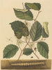 Mille-pattes Scolopendra morsitans - Mark Catesby — Ansicht des Kunstwerks