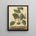 Mille-pattes Scolopendra morsitans - Mark Catesby — gerahmtes Bild an der Wand