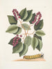 Cerasus c Pigeon Plum Eruca maxima hornuta La chenille à grandes cornes - Mark Catesby — vista dell’opera