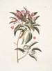 Chamdaphne foliis Tini - Mark Catesby — Ansicht des Kunstwerks