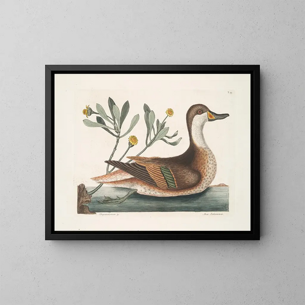 Crisantemo e anatra Ilathera - Mark Catesby — quadro incorniciato alla parete
