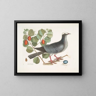Mark Catesby - Columba capite albo The Whitecrowned Pigeon Frutex cotini fere folio crassoc The Coco Plum.webp