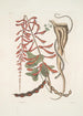 Corallodendron c Anguis minor fuscus maculatus Il piccolo serpente perlato marrone - Mark Catesby — vista dell’opera