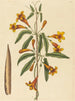 Bignonia capreolata - Mark Catesby — Ansicht des Kunstwerks