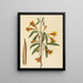 Bignonia capreolata - Mark Catesby — gerahmtes Bild an der Wand