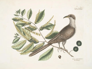 Mark Catesby - Cuculus Caroliniensis The Cockow of Carolina Castinea Castanea pumila Virginiana.webp