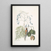 Fringilla Bahamiensis Le pinson des Bahamas Bignonia flore coeruleo Le gaïac à larges feuilles à fleurs bleues - Mark Catesby — quadro incorniciato alla parete