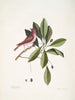 Fringilla purpurea Der Purpurroselin Tupelo Arbor c L'arbre Tupelo - Mark Catesby — Ansicht des Kunstwerks