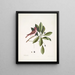 Fringilla purpurea Der Purpurroselin Tupelo Arbor c L'arbre Tupelo - Mark Catesby — gerahmtes Bild an der Wand