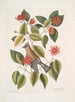 Buisson di foglie di corno c Garullus carolinensis Il Chiacchierone - Mark Catesby — vista dell’opera