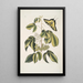 Frutex Viginianus Papilio caudatus maximus - Mark Catesby — quadro incorniciato alla parete