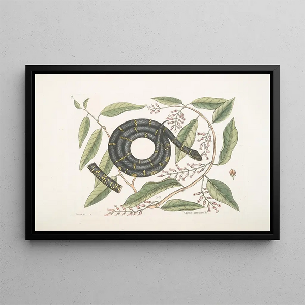 Frutex con serpente a spirale Il Serpente a Catene - Mark Catesby — quadro incorniciato alla parete