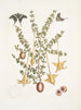 Bush c Papilio caudatus Carolinianus - Mark Catesby — Ansicht des Kunstwerks