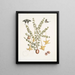 Bush c Papilio caudatus Carolinianus - Mark Catesby — gerahmtes Bild an der Wand