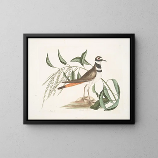 Mark Catesby - Frutex c The SorrelTree Pluvialis vociferus The Chattering Plover.webp