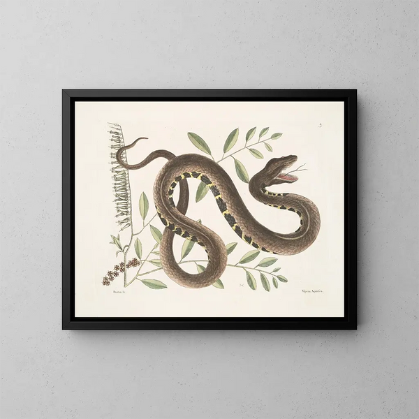 Frutex e Vipera Aquatica - Mark Catesby — quadro incorniciato alla parete