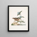 Gllinula Americana Le Soree Gentiana c - Mark Catesby — quadro incorniciato alla parete