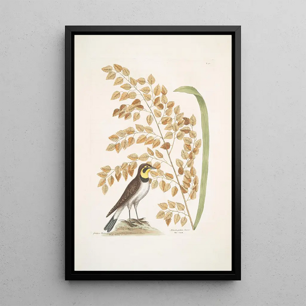 Mark Catesby - Gramen Myloicophoron Oxyphyllon Carolinianum The Seaside Oat Alauda gutture flavo The Lark.webp