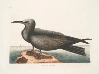 Mark Catesby - Hirundo Marina The Noddy.webp