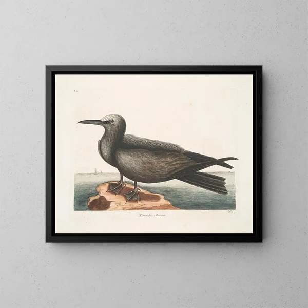 Hirondelle de mer, le Noddy - Mark Catesby — quadro incorniciato alla parete