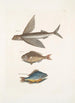Hirundo Le poisson volant Perca c Il poisson gouvernail Perca fluviatilis c La perca d'acqua dolce - Mark Catesby — vista dell’opera