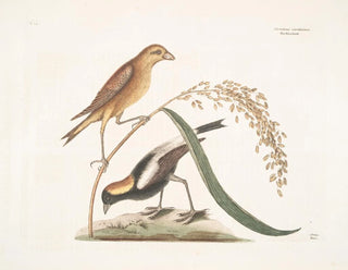 Il Passero del riso - Mark Catesby — vista dell’opera