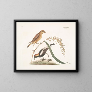 Il Passero del riso - Mark Catesby — quadro incorniciato alla parete