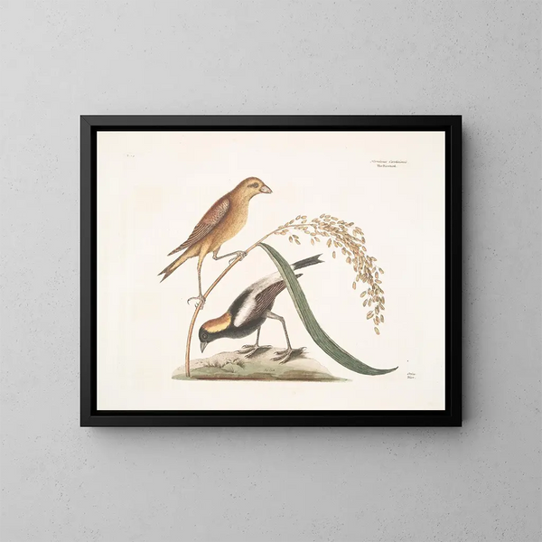 Il Passero del riso - Mark Catesby — quadro incorniciato alla parete