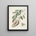 Der blaue Schwanz Eidechse Anona c - Mark Catesby — gerahmtes Bild an der Wand