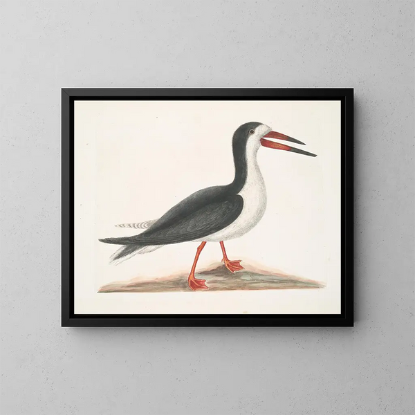 Larus major, il grande gabbiano - Mark Catesby — quadro incorniciato alla parete