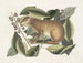 Der Hase von Java - Mark Catesby — Ansicht des Kunstwerks