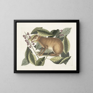 Mark Catesby - Lepus Javensis The Java Hare Ficus citrii folio c.webp