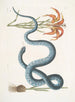Lilium c Le Lys Rouge Anguis c Le Serpent Wampum - Mark Catesby — Ansicht des Kunstwerks