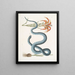 Lilium c Le Lys Rouge Anguis c Le Serpent Wampum - Mark Catesby — gerahmtes Bild an der Wand